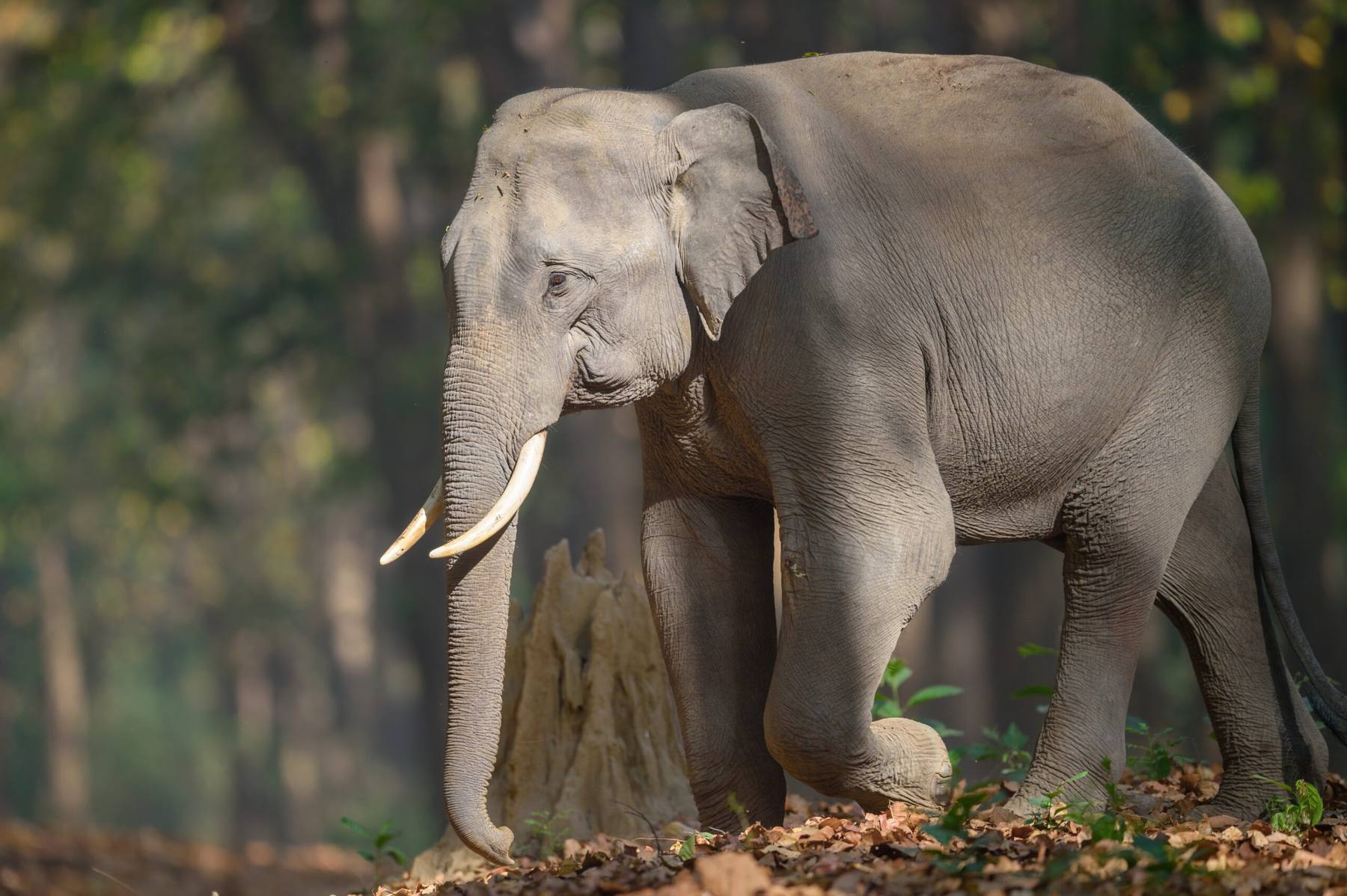 An Asian elephant walking through dry leaf litter in a forest, tusks and trunk lowered.